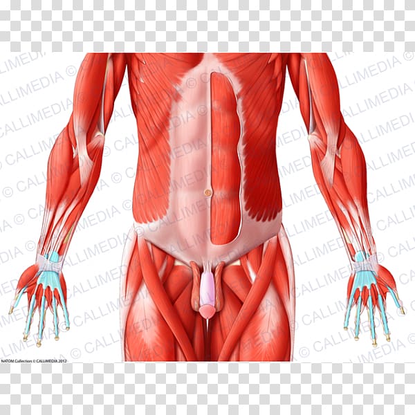 Pelvis Muscles of the hip Abdomen Human body, pelvis transparent background PNG clipart