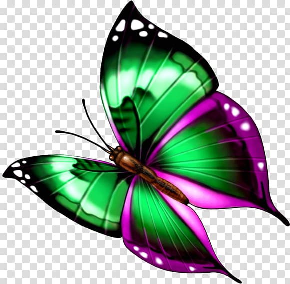 Monarch butterfly Green , Green Butterfly transparent background PNG clipart