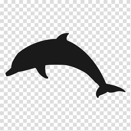 Bottlenose dolphin , dolphin transparent background PNG clipart