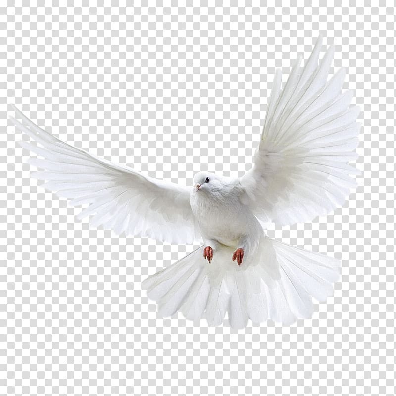 Columbidae Domestic pigeon Wedding, White flying pigeon , white dove illustration transparent background PNG clipart