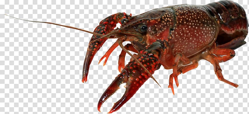 American lobster Homarus gammarus Palinurus elephas Astacoidea Dungeness crab, Red lobster transparent background PNG clipart