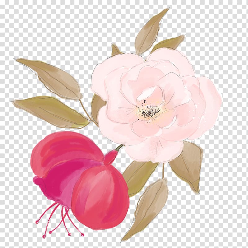 Centifolia roses Watercolor painting Flower Illustration, Simple watercolor rose transparent background PNG clipart