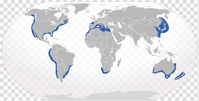 World map Robinson projection, Bull shark transparent background PNG clipart