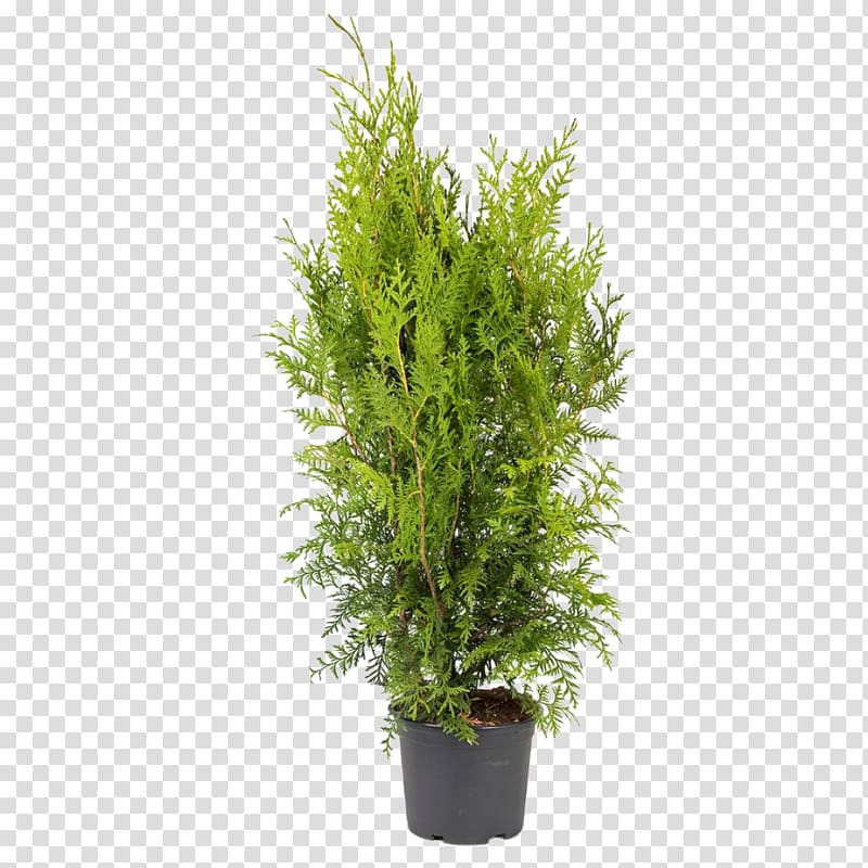 Arborvitae Thuja occidentalis \'Smaragd\' Ornamental plant Oriental Arbor-vitae, thuja transparent background PNG clipart