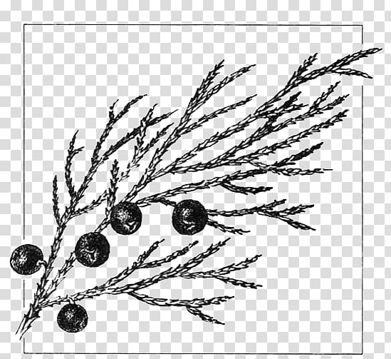Juniperus sabina Common juniper Drawing Gymnosperm Cupressus, plant transparent background PNG clipart