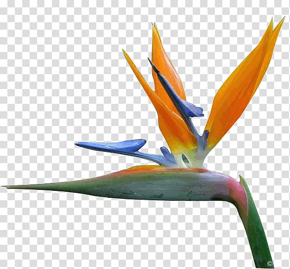 Bird of paradise flower Petal Bird-of-paradise, Bird transparent background PNG clipart