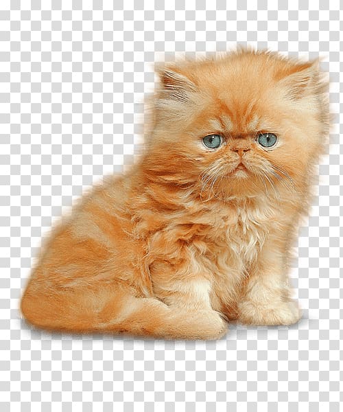 fluffy orange munchkin cat