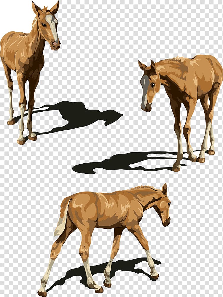 Tennessee Walking Horse Foal Illustration, Walking horse transparent background PNG clipart