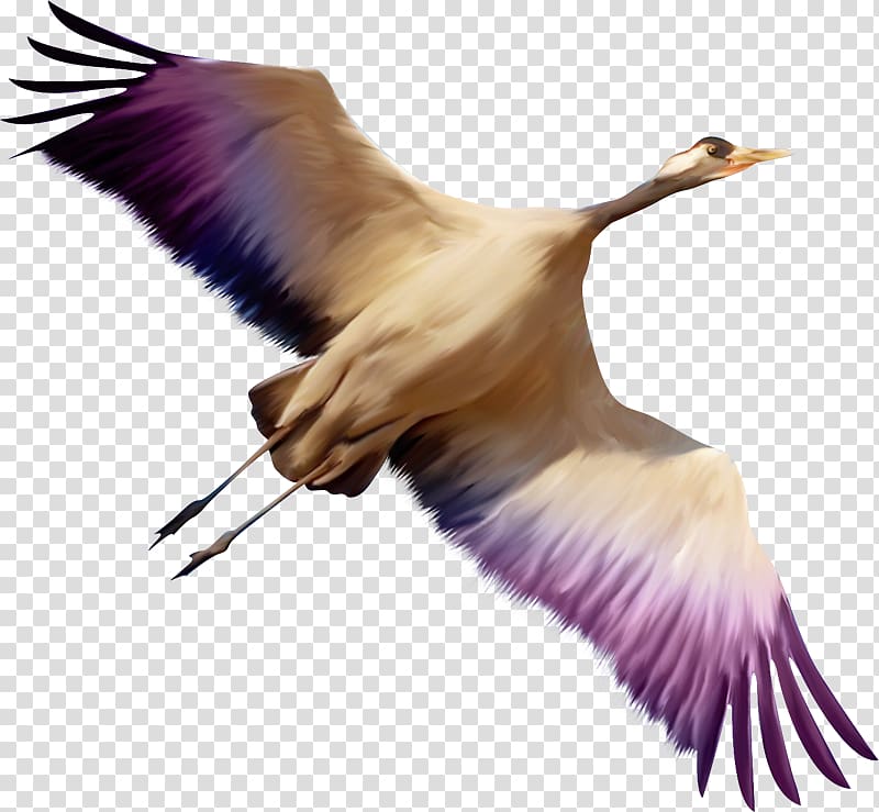 Bird Grus , Bird transparent background PNG clipart
