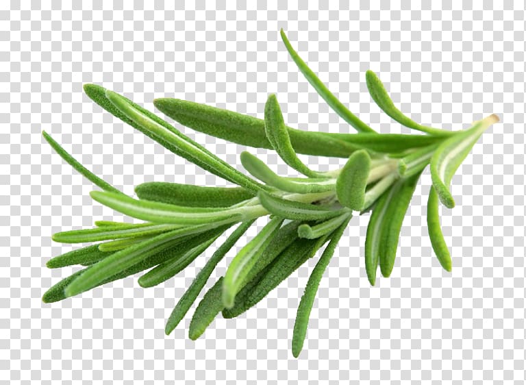 Rosemary Herb Flavor Spice Basil, others transparent background PNG clipart