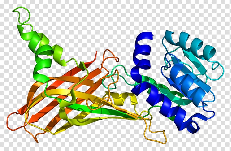 PRMT1 Methyltransferase Gene Protein Histone, others transparent background PNG clipart