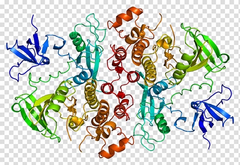 HCK Protein kinase Tyrosine kinase Gene, others transparent background PNG clipart