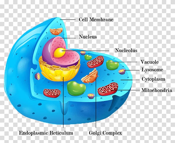 Cèl·lula animal Plant cell Cell wall Organelle, cell membrane transparent background PNG clipart
