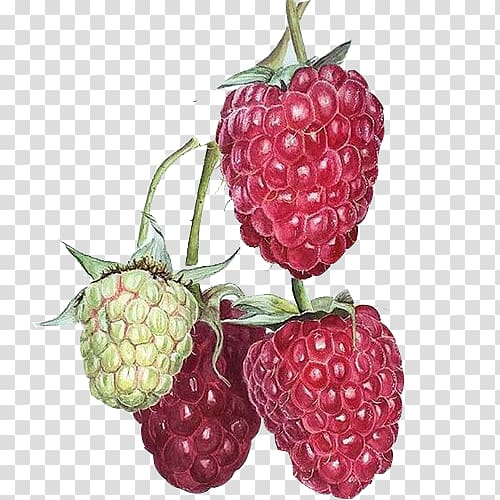 Raspberry drawing isolated berry branch Royalty Free Vector