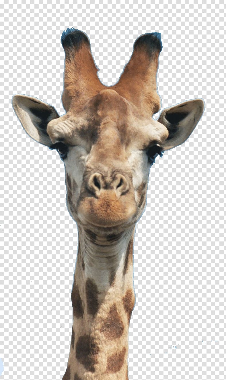 Giraffe Manor Drawing Neck Head, giraffe transparent background PNG clipart