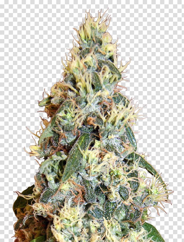 Jack Herer Autoflowering cannabis Grow shop Cannabis ruderalis, cannabis transparent background PNG clipart
