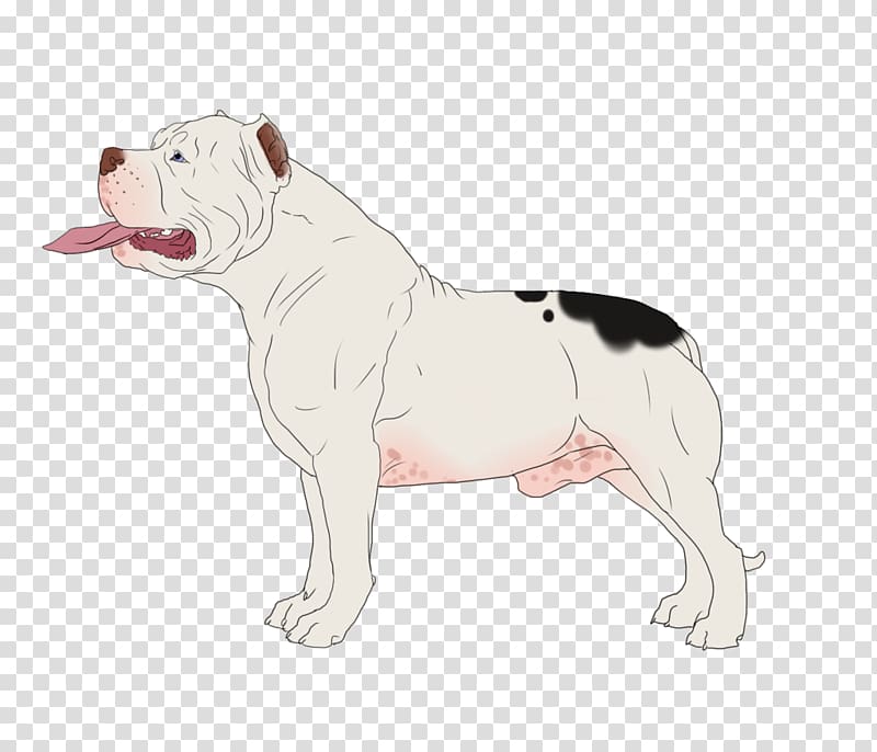 Dorset Olde Tyme Bulldogge Olde English Bulldogge American Bulldog Toy Bulldog Valley Bulldog, Artificial Insemination transparent background PNG clipart