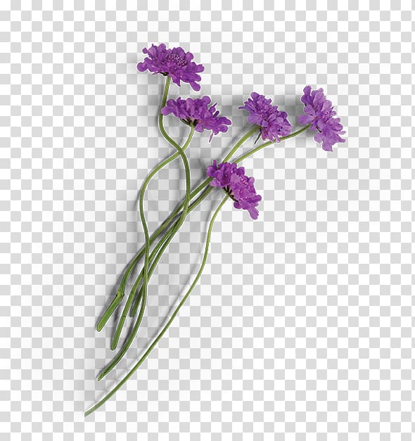 Lavender Cut flowers Plant Sioux Honey Association Cooperative, lavender bouquet transparent background PNG clipart