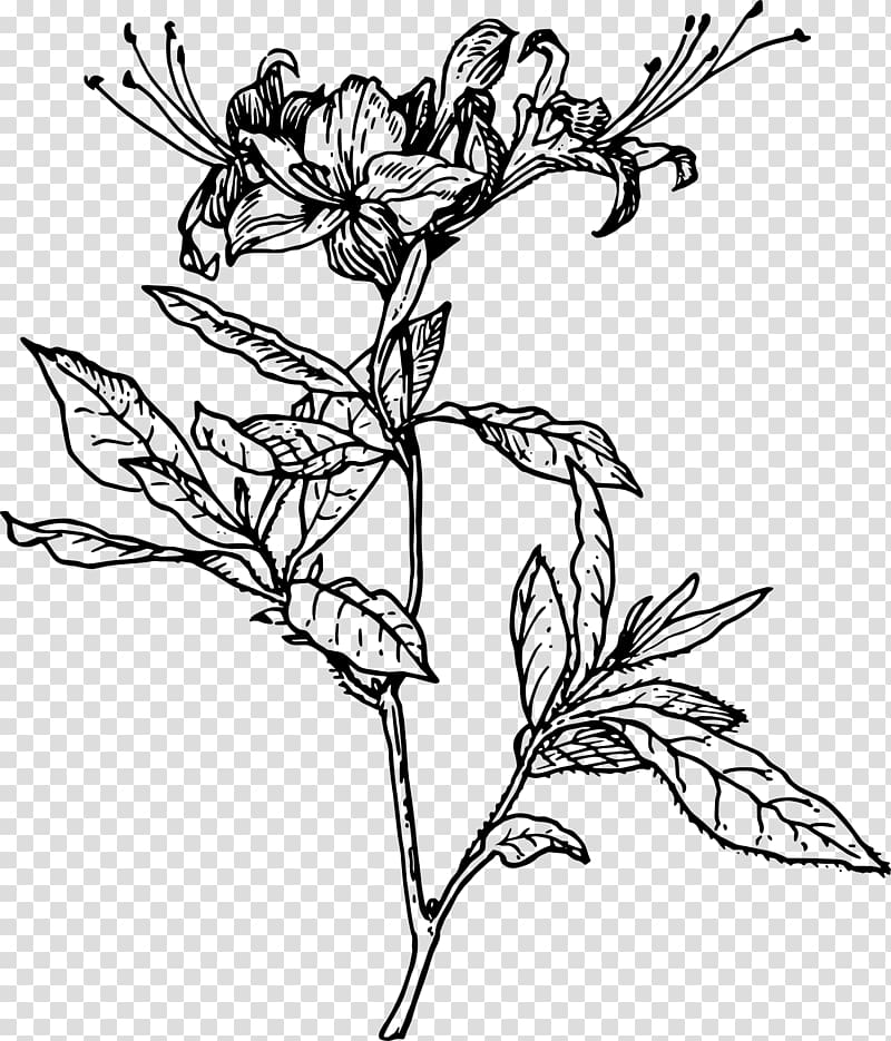 Drawing Azalea Rhododendron , Botanical Garden transparent background PNG clipart