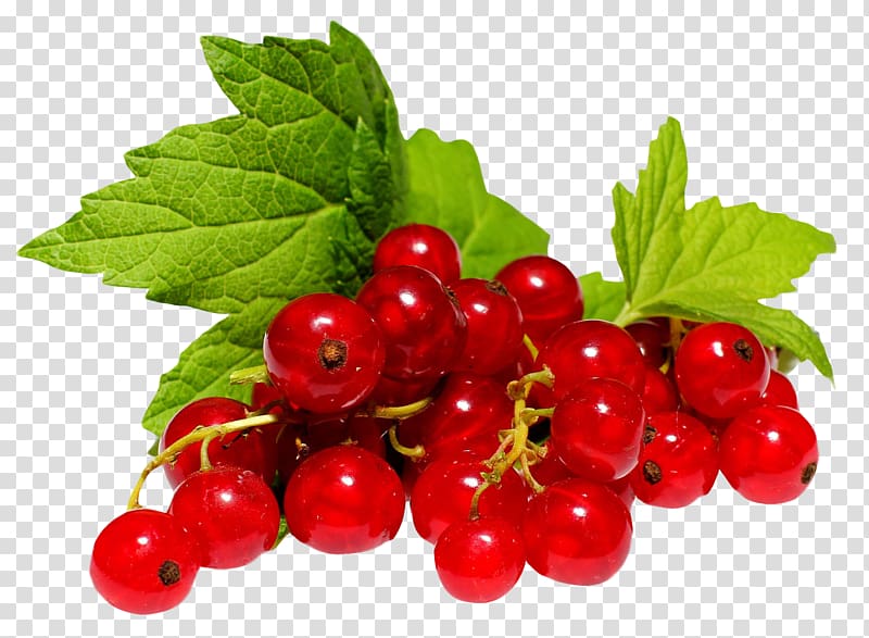 bunch of round red fruits, Redcurrant Frutti di bosco Blackcurrant White currant Gooseberry, Redcurrant transparent background PNG clipart
