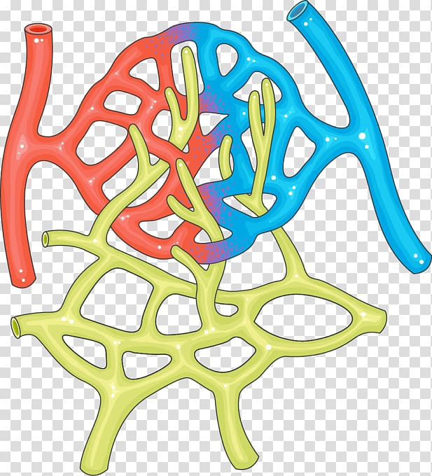 Capillary Microcirculation Organ Artery Lymphatic system, Vascular Bypass transparent background PNG clipart