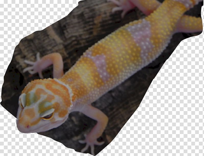 Gecko, albino gecko transparent background PNG clipart