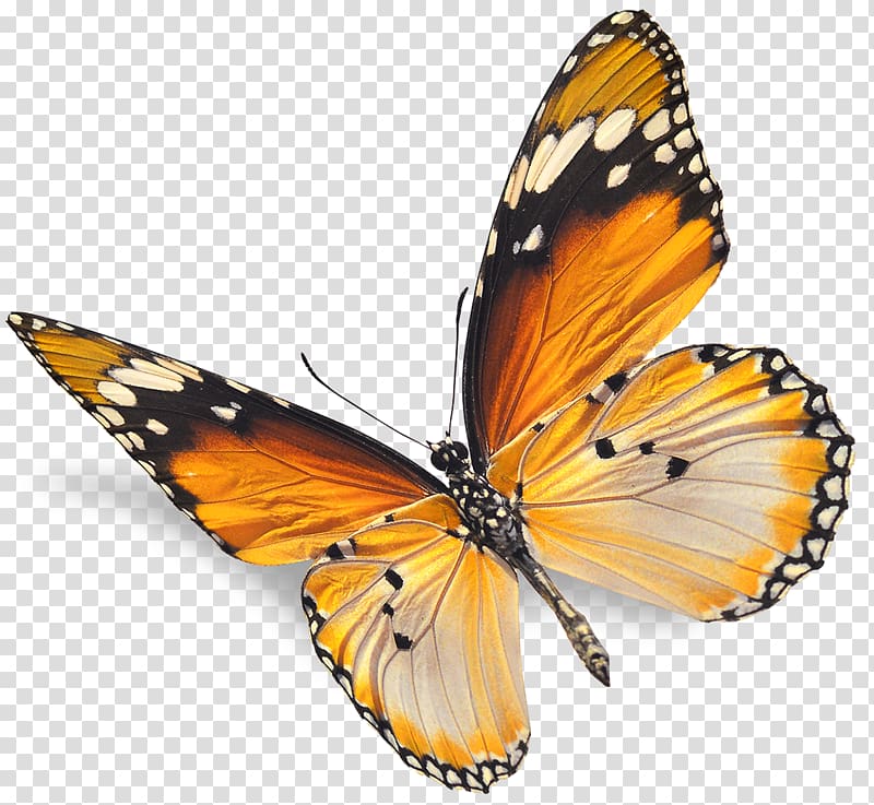 Monarch butterfly Insect Red , fly transparent background PNG clipart