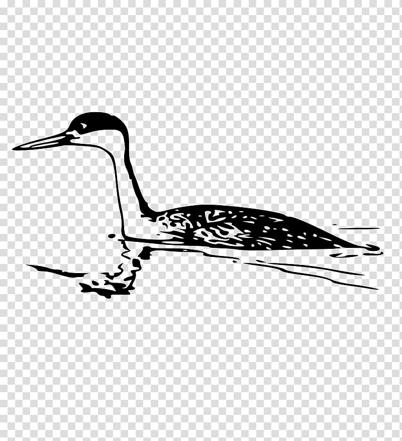 Western grebe , western transparent background PNG clipart