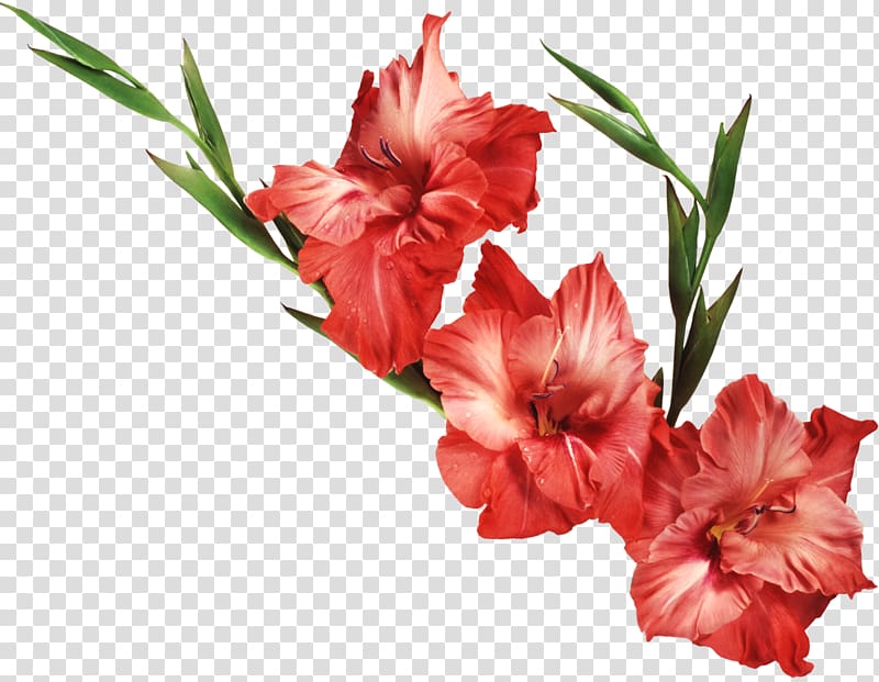 Gladiolus Flower Desktop , artichokes transparent background PNG clipart
