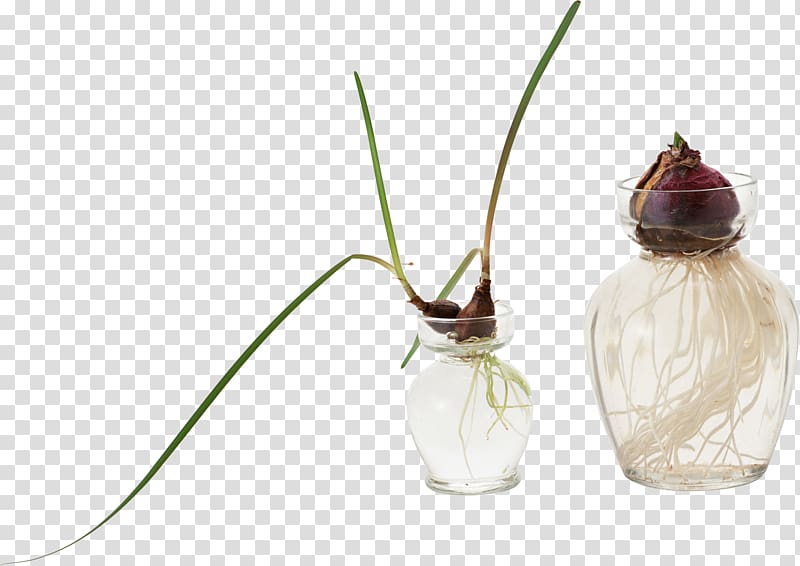 Glass Alocasia macrorrhizos , onion transparent background PNG clipart