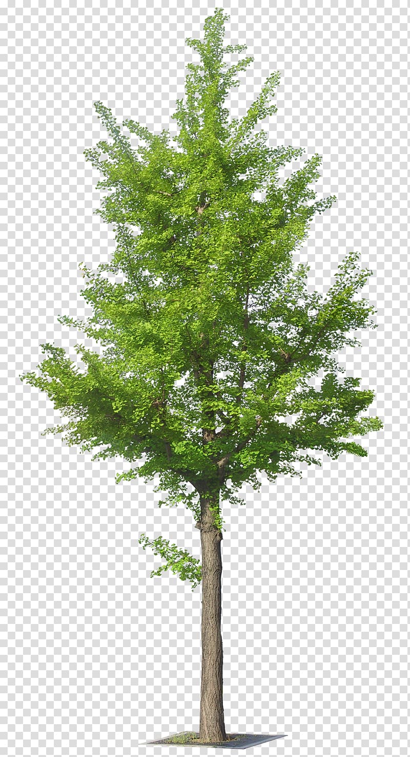 green leafed tree , Tree, Ginkgo Tree transparent background PNG clipart