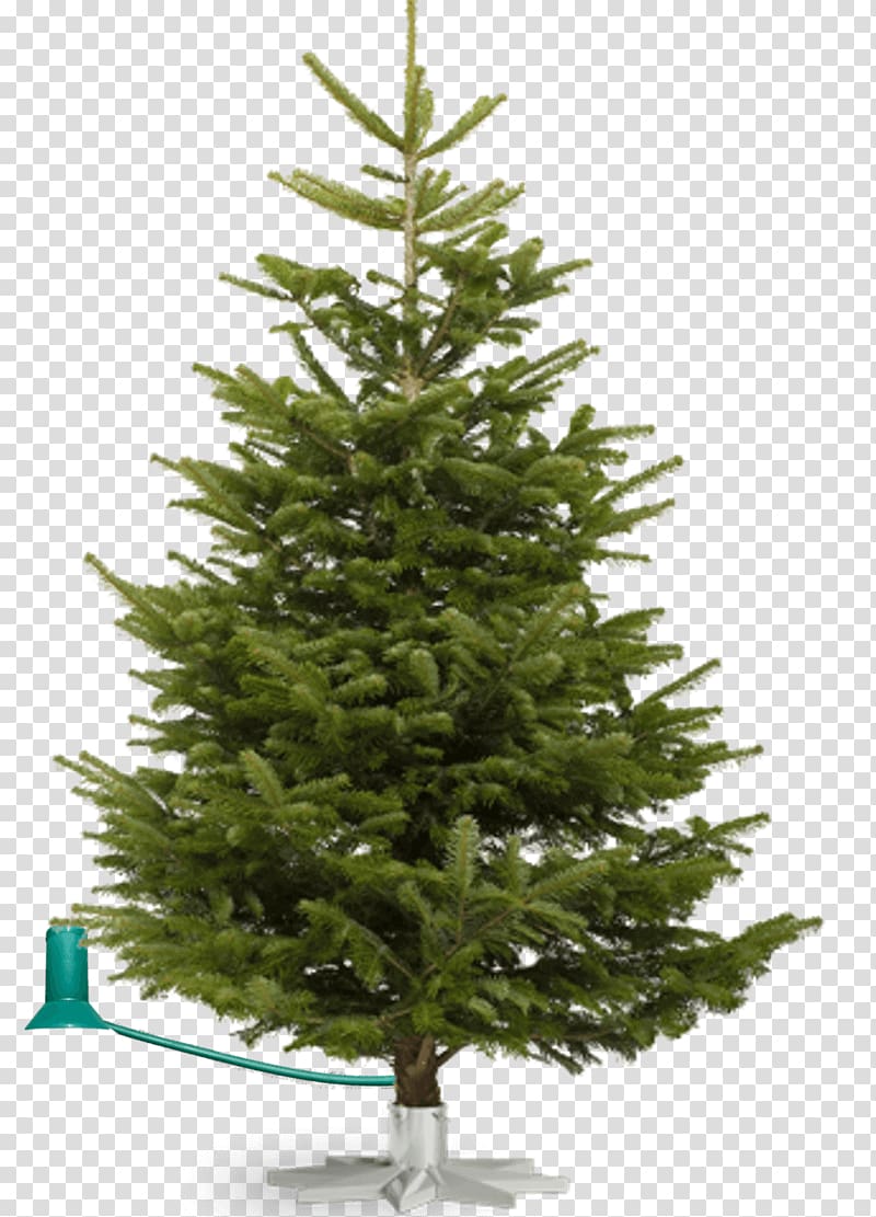 Nordmann fir Fraser fir Noble fir Christmas tree, trees grove transparent background PNG clipart