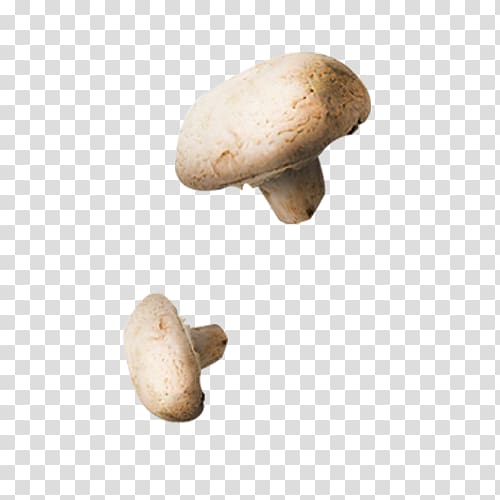 Pleurotus eryngii Mushroom Food Calocybe gambosa, Food mushroom element transparent background PNG clipart
