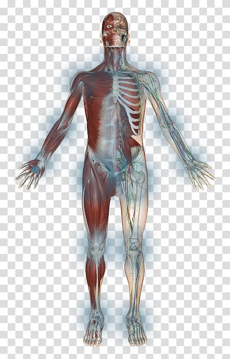 Shoulder Homo sapiens Skeleton Muscle Arm, Skeleton transparent background PNG clipart