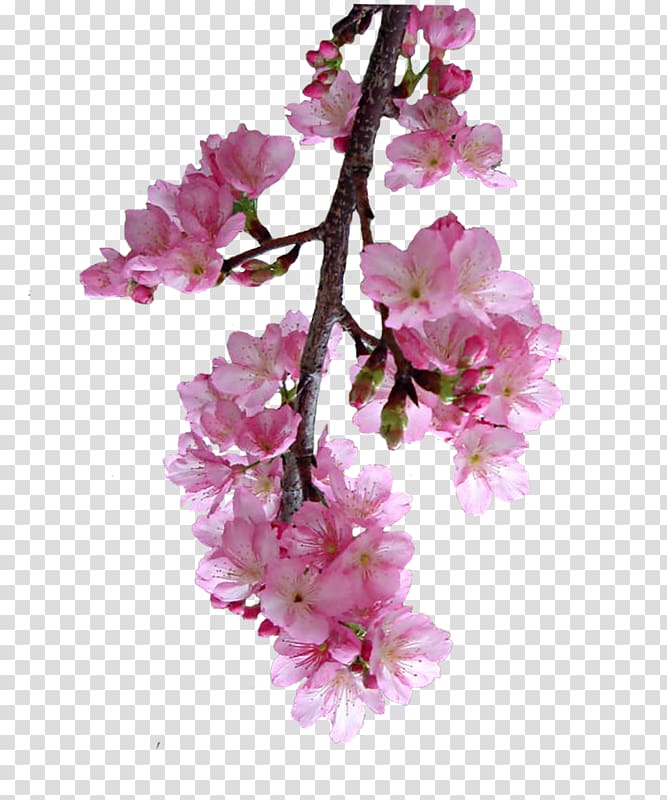 Cherry blossom Prunus Petal Cut flowers, cherry blossom transparent background PNG clipart