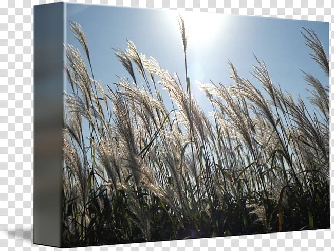 Commodity Phragmites Sky plc, pampas grass transparent background PNG clipart