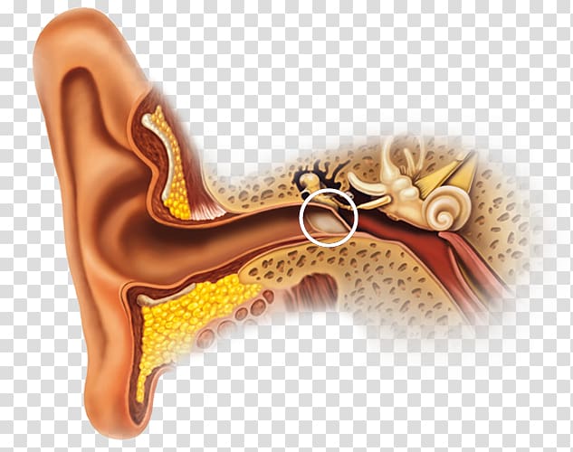 Earwax Inner ear Ear canal Outer ear, ear transparent background PNG clipart