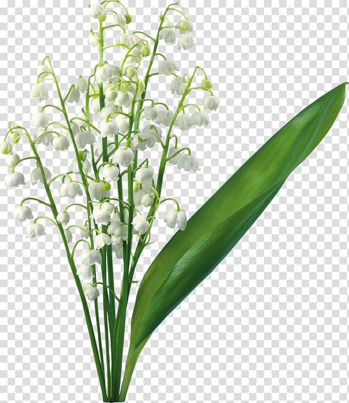 Lily of the valley Lilium Flower , lily of the valley transparent background PNG clipart