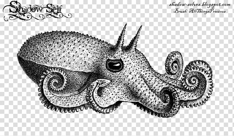 Octopus Squid The Cephalopoda of the Hawaiian Islands Drawing, octopus ball transparent background PNG clipart