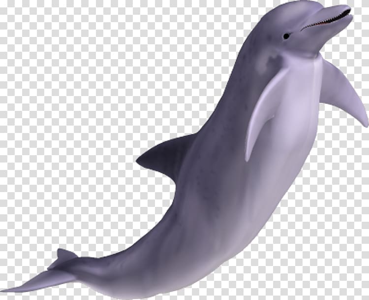 Dolphin transparent background PNG clipart