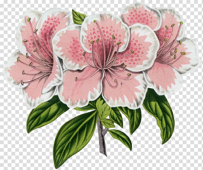 Azalea Floral design Flower Botany Botanical Prints, french graphics fairy wreath transparent background PNG clipart