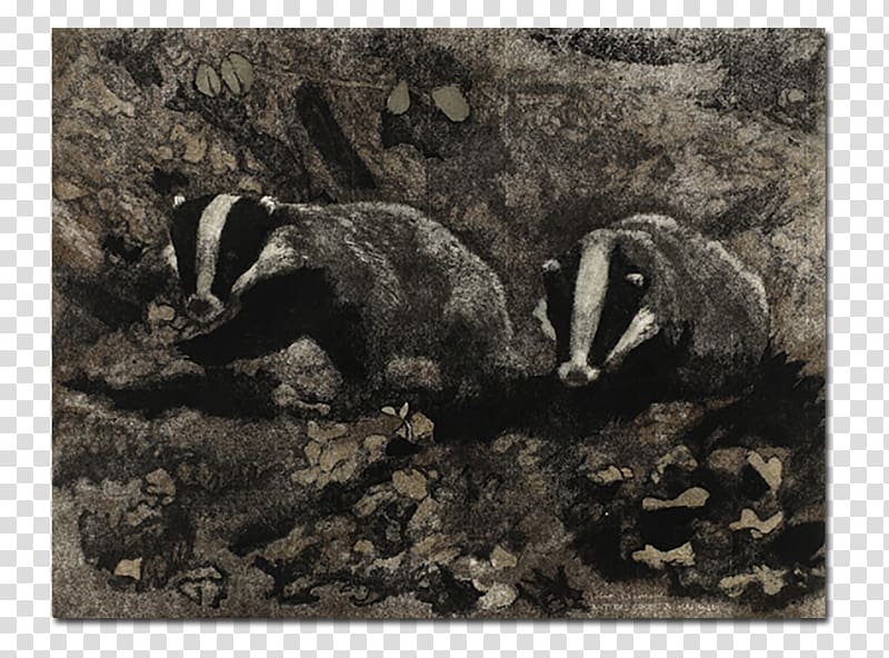Badger Mustelids Fauna Wildlife, gravure transparent background PNG clipart