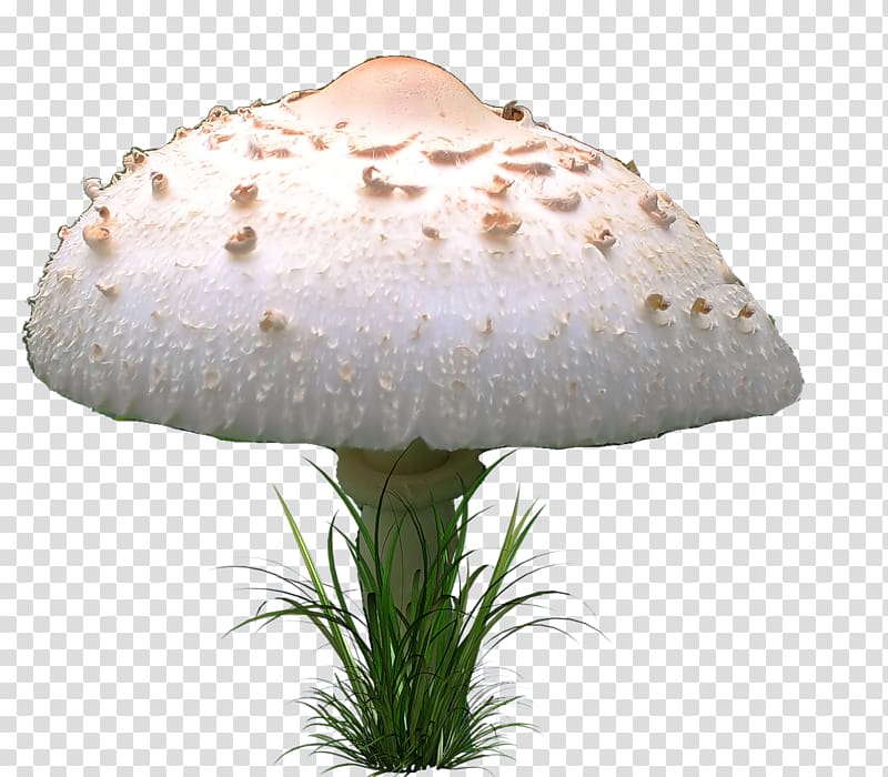 Agaricaceae Mushroom Fungus Portable Network Graphics, mushroom transparent background PNG clipart