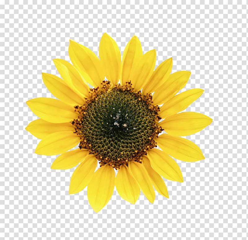 Common sunflower Petal Sunflower seed, Beautiful yellow sunflowers transparent background PNG clipart