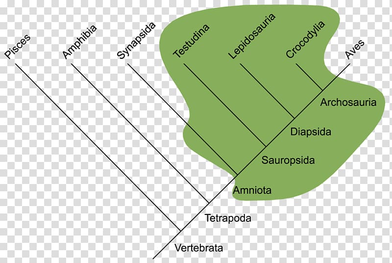 Reptile Vertebrate Sistematika gmazova Phylogenetic tree Paraphyly, Manatees transparent background PNG clipart