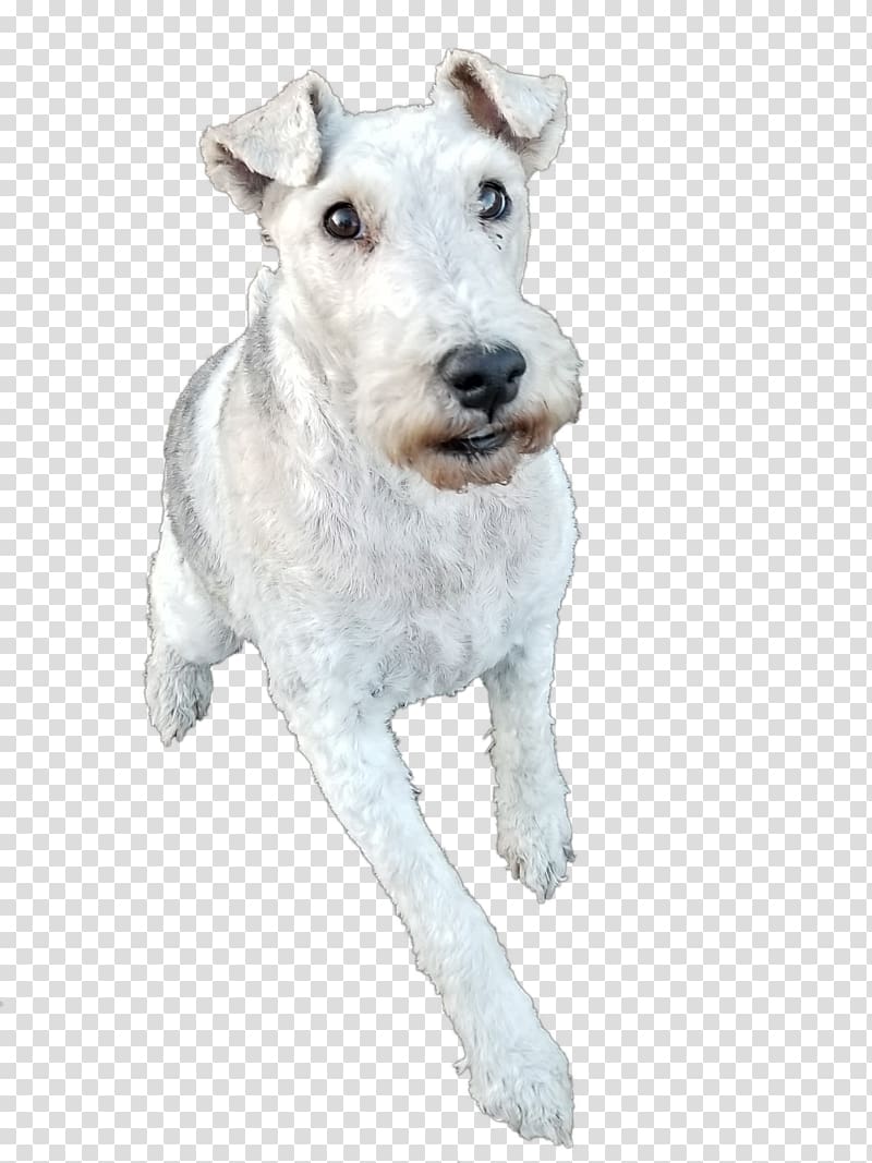 Wire Hair Fox Terrier Lakeland Terrier Dog breed La Grande Countryside Kennels, dog Run transparent background PNG clipart