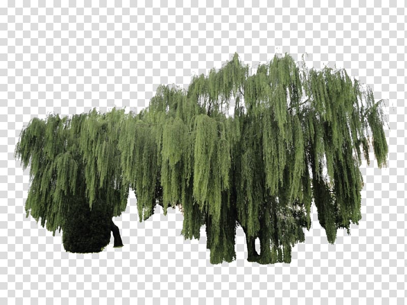 Weeping tree Weeping willow Woody plant, vegetation transparent background PNG clipart