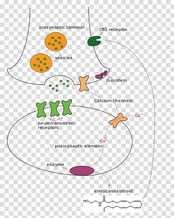 Cannabinoid receptor Endocannabinoid system Cannabidiol, Brain transparent background PNG clipart