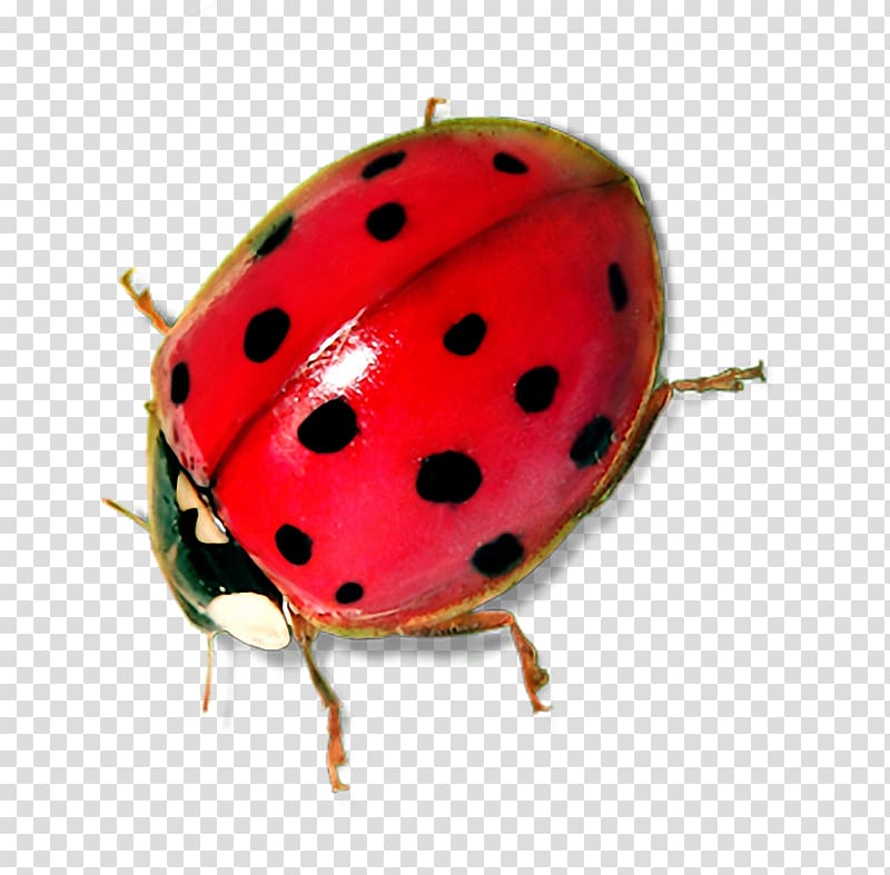 Insect Ladybird , Ladybug transparent background PNG clipart