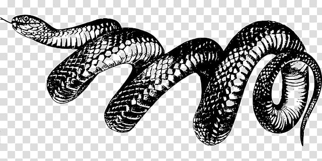 lonely black and white snake animal world transparent background PNG clipart